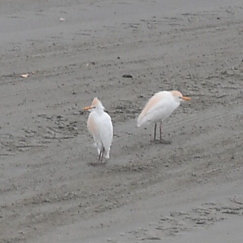 Western Cattle Egret - Daniel Hinckley | samazul.com