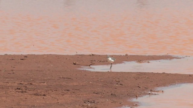 Red-kneed Dotterel - ML375696951