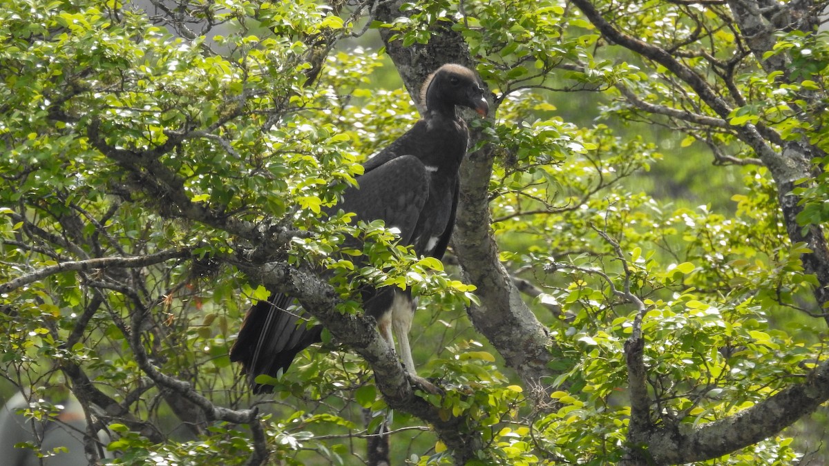 King Vulture - ML375697041