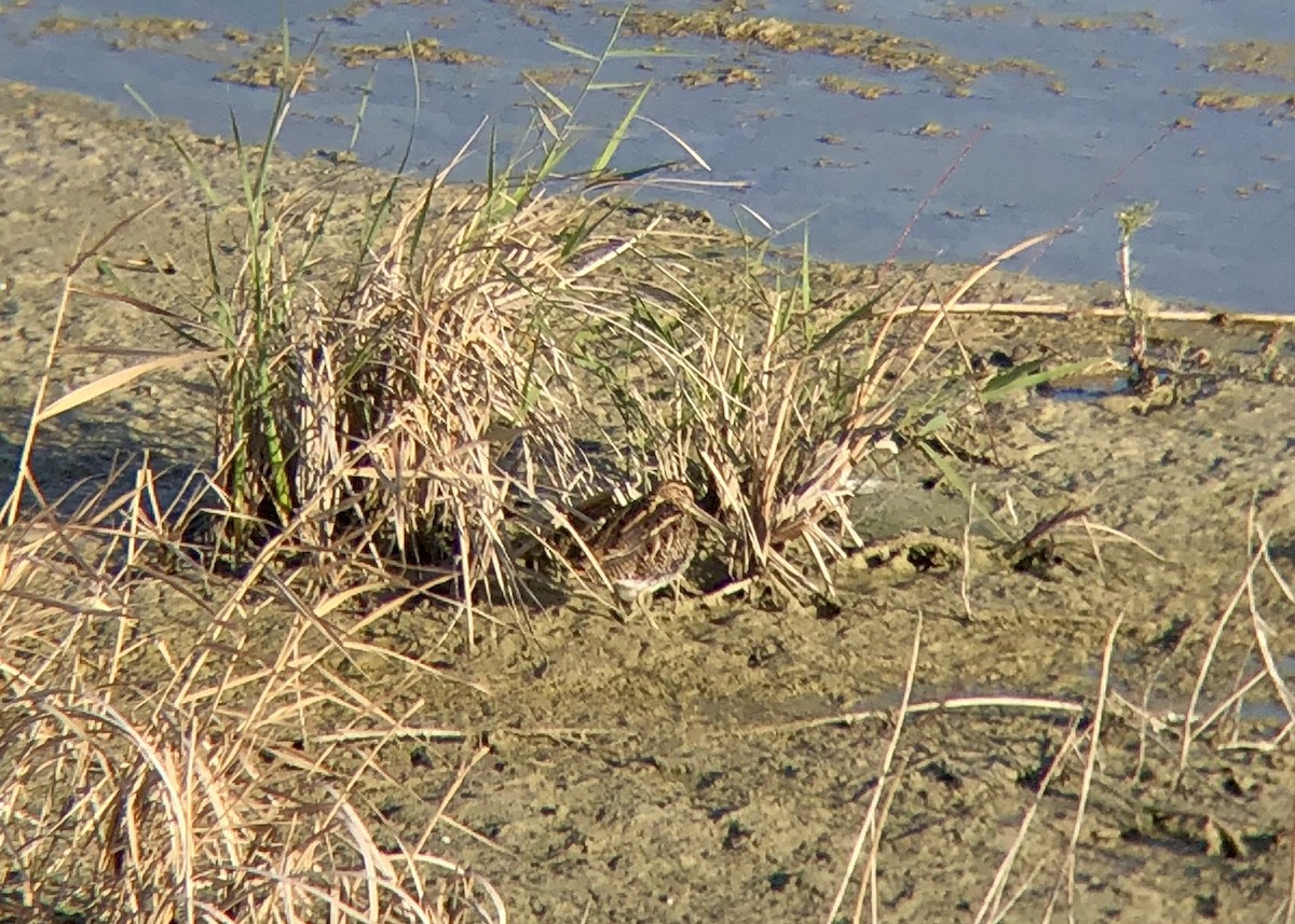 Common Snipe - ML375697171