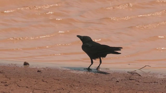 Little Crow - ML375697751