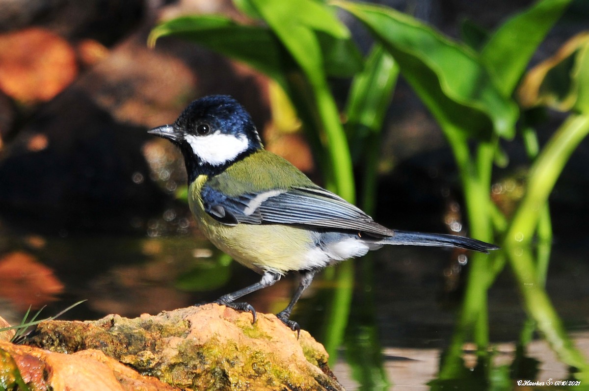 Great Tit - ML375697831