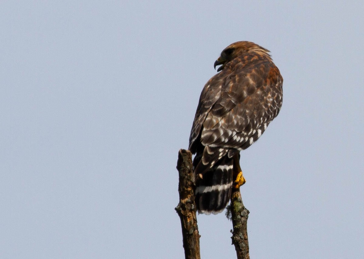 Red-shouldered Hawk - ML375698651