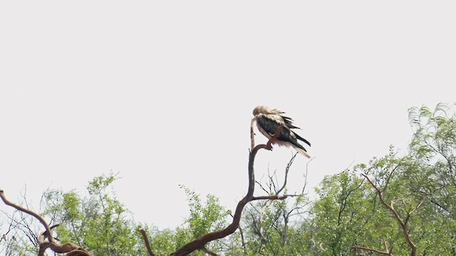 Whistling Kite - ML375698701