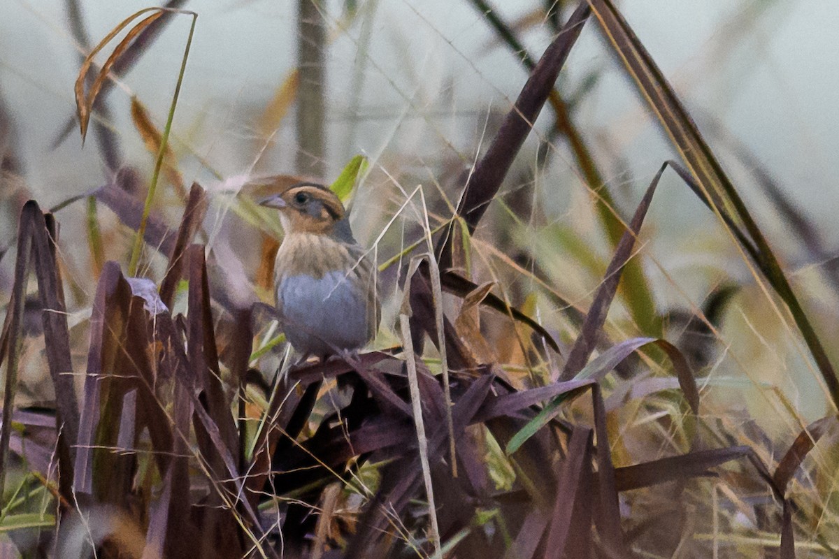 Nelson's Sparrow - ML375699541