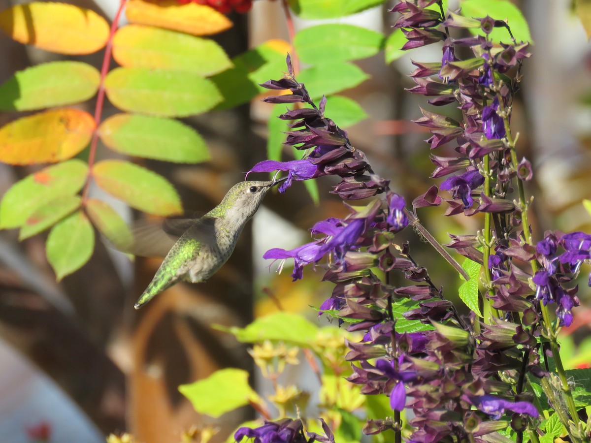 Anna's Hummingbird - ML375700921