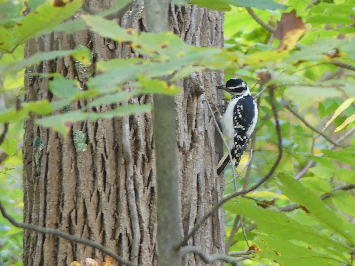 Hairy Woodpecker - ML375701141