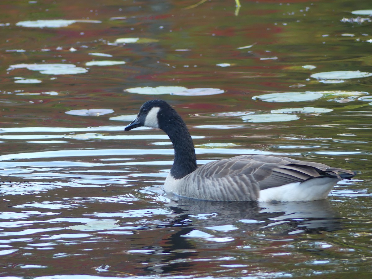 Canada Goose - ML375701211