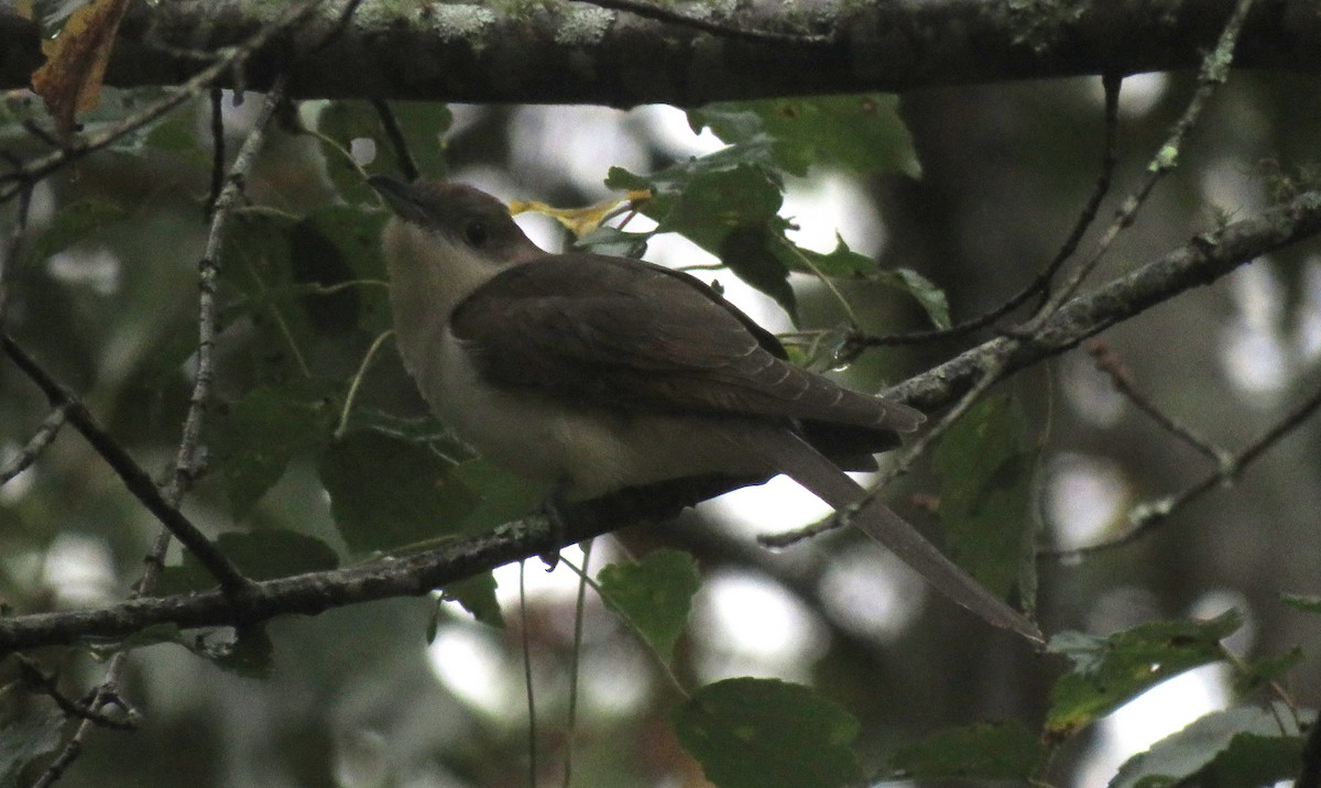 Black-billed Cuckoo - ML375701591