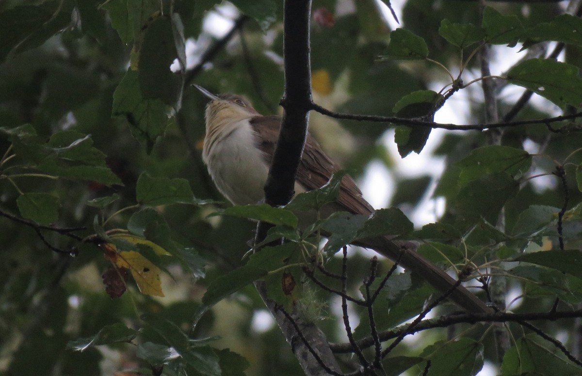 Black-billed Cuckoo - ML375701601