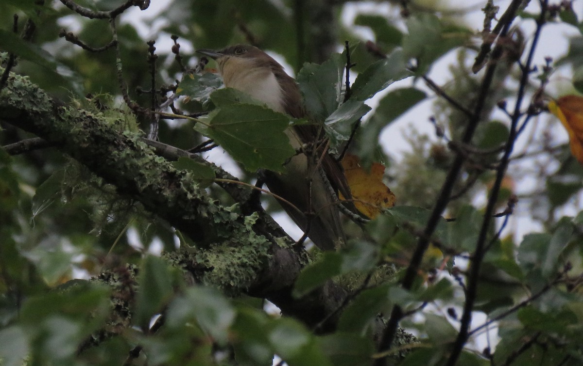 Black-billed Cuckoo - ML375701621