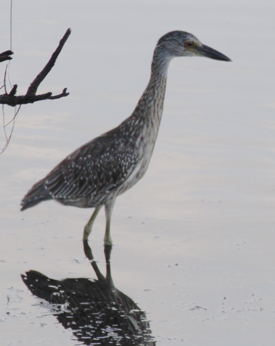 Yellow-crowned Night Heron - ML375701681