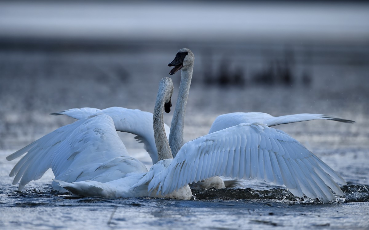 Trumpeter Swan - ML37570191