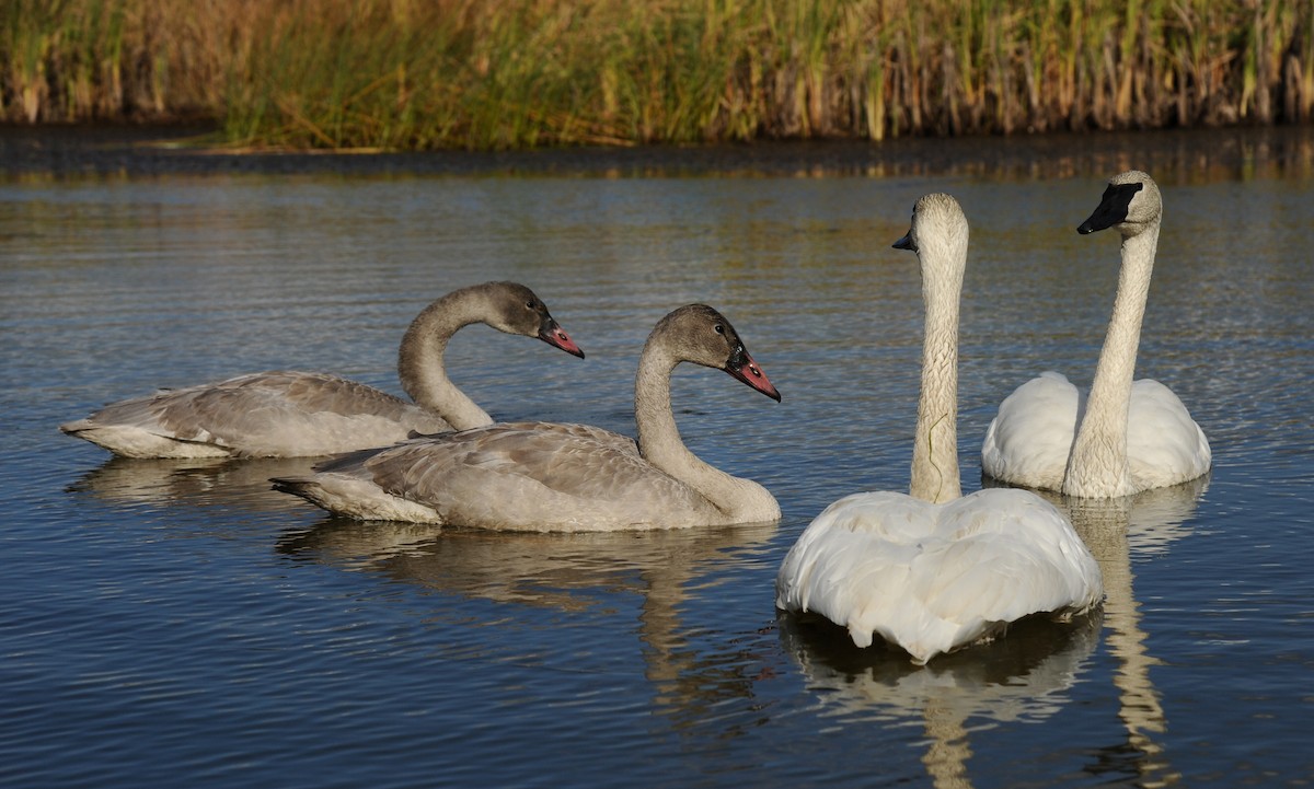 Trumpeter Swan - ML37570221