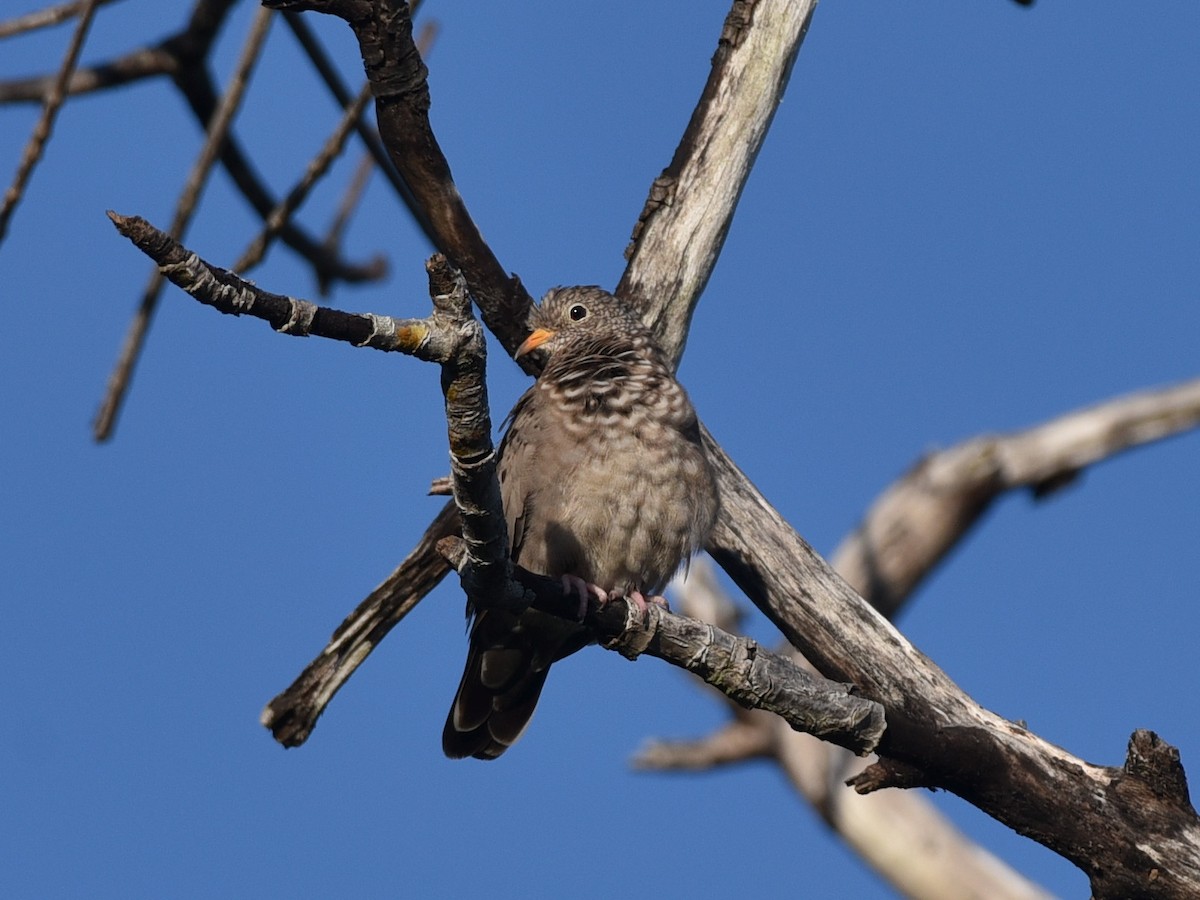 Common Ground Dove - ML375704191