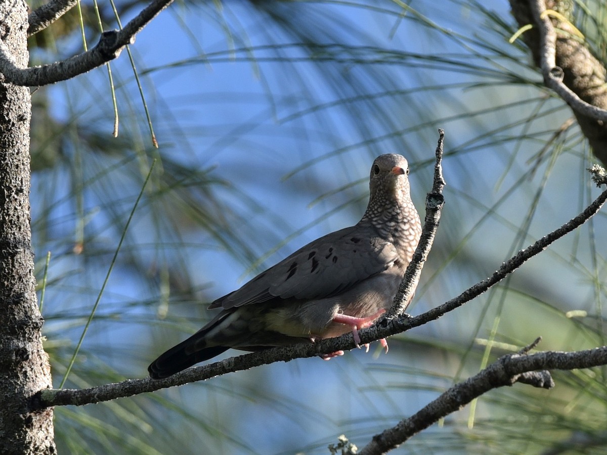 Common Ground Dove - ML375705601