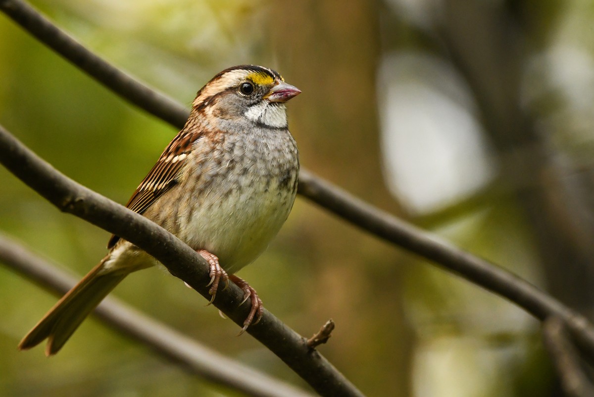 White-throated Sparrow - ML375706641