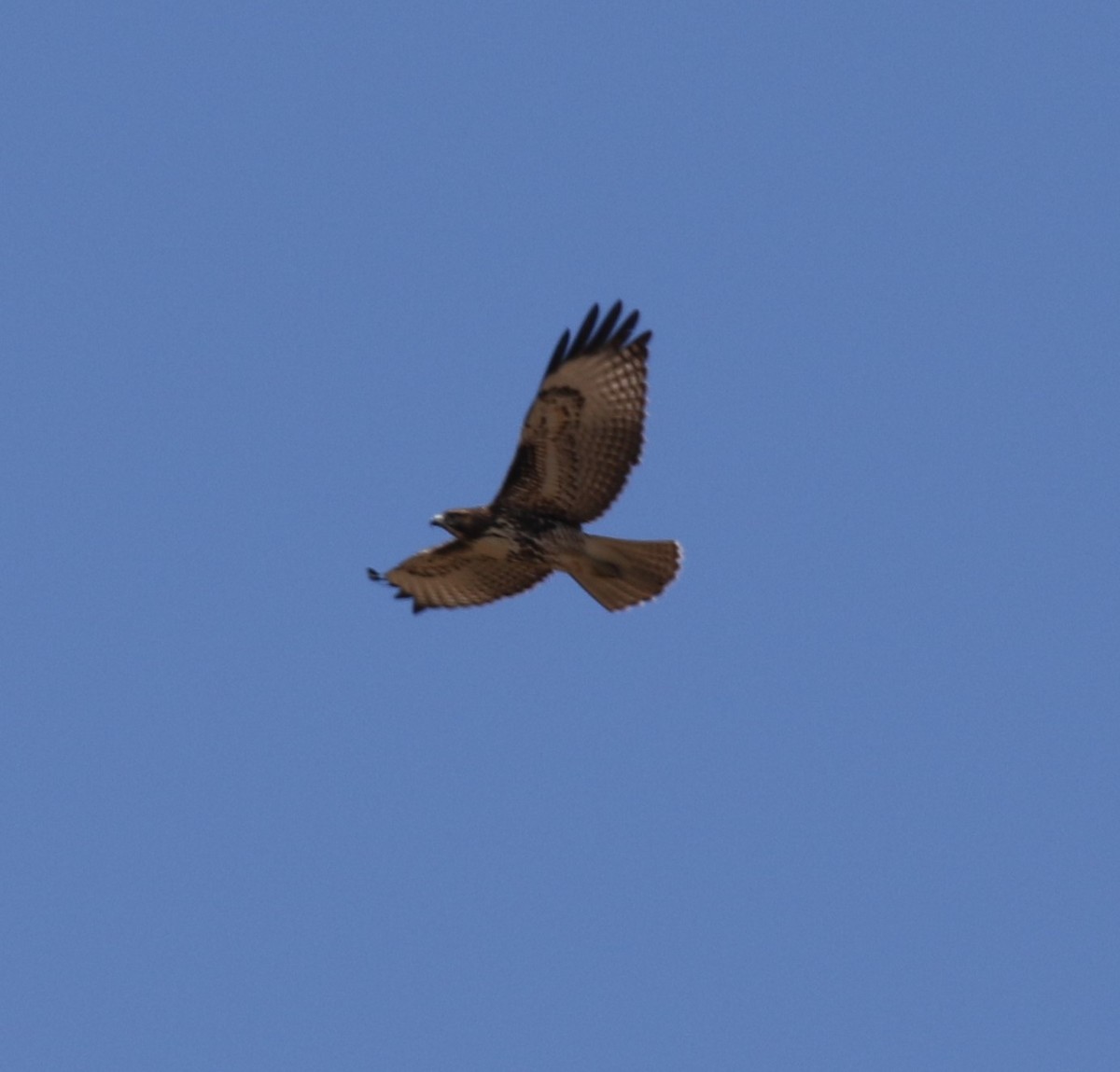 Red-tailed Hawk - ML375707811