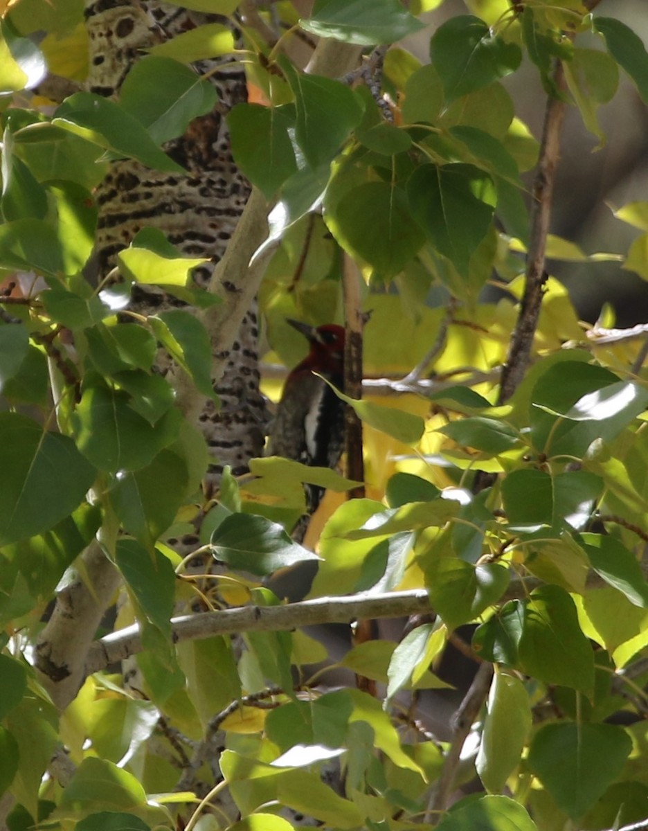 Red-breasted Sapsucker - ML375708751