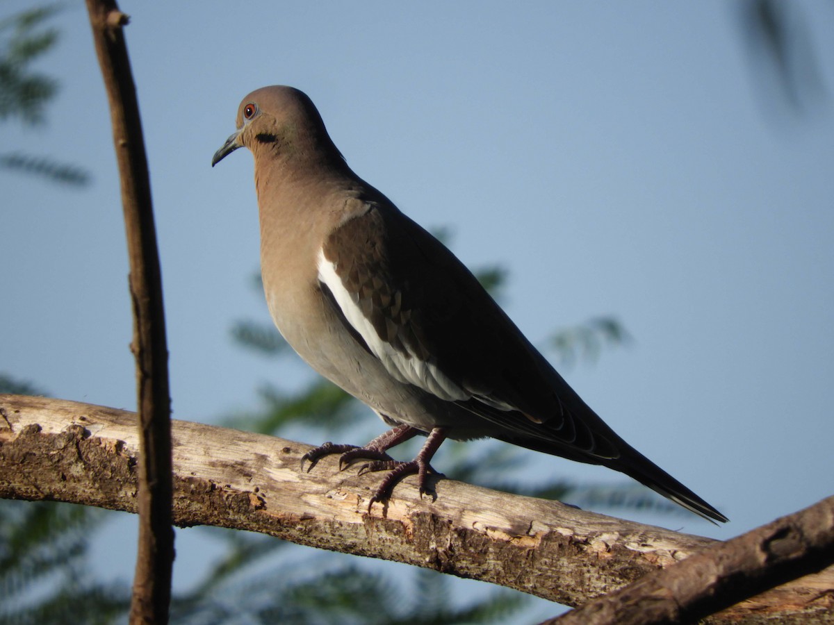 White-winged Dove - Brant Brumbeloe