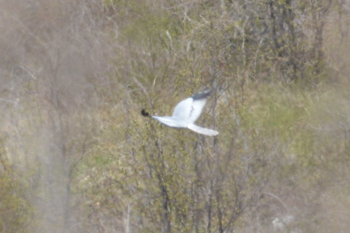 Montagu's Harrier - ML375711221