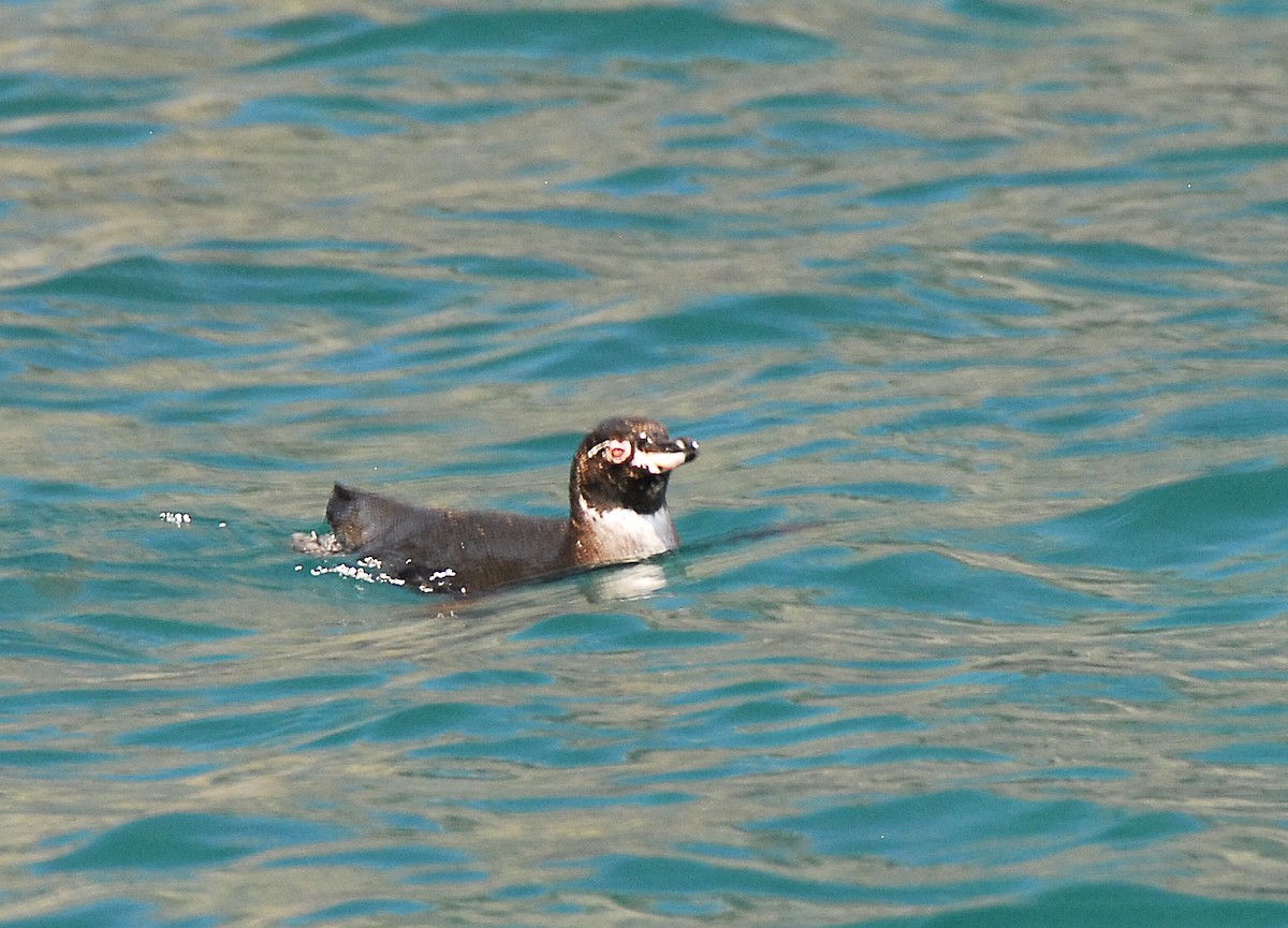 Pingüino de Galápagos - ML375711721