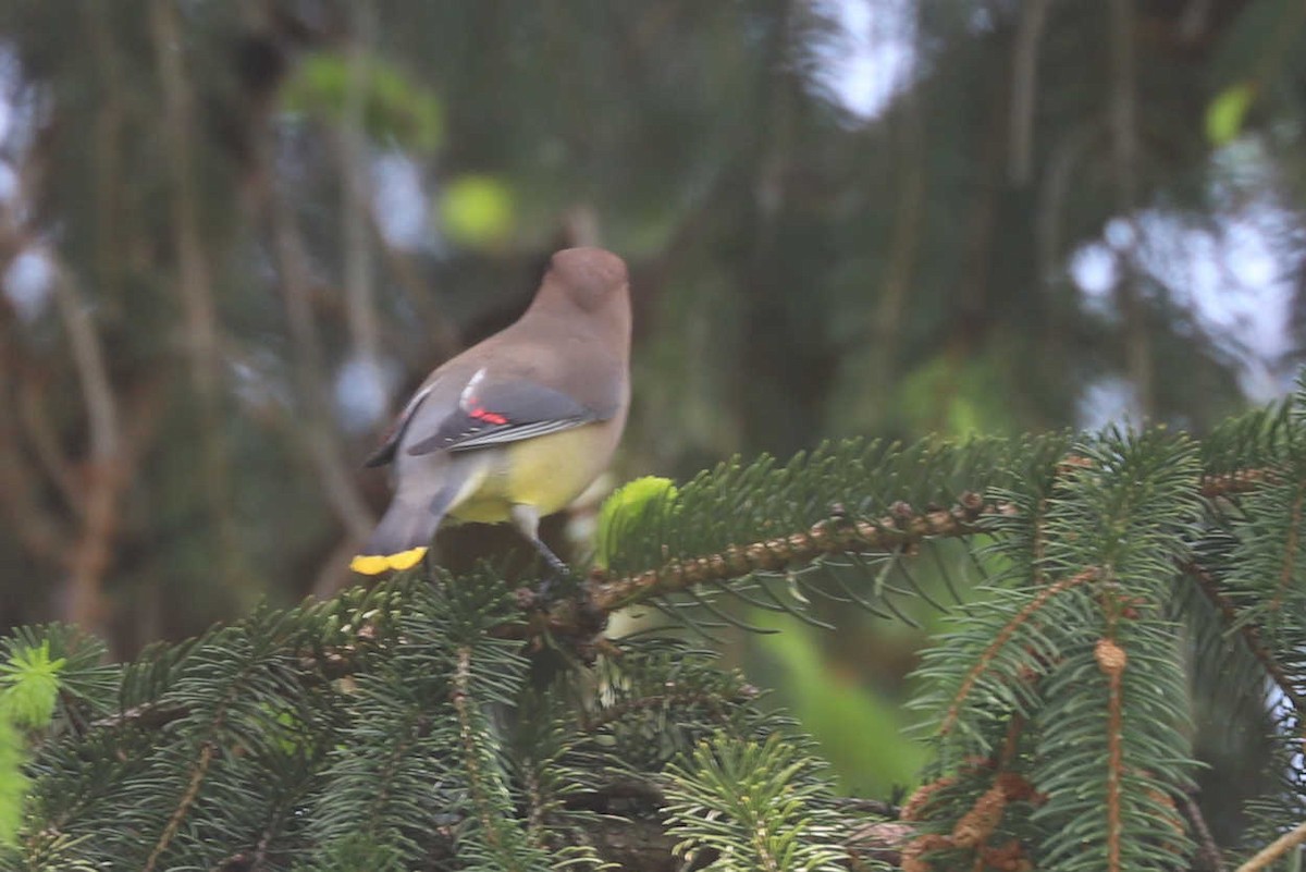 Cedar Waxwing - ML375711801