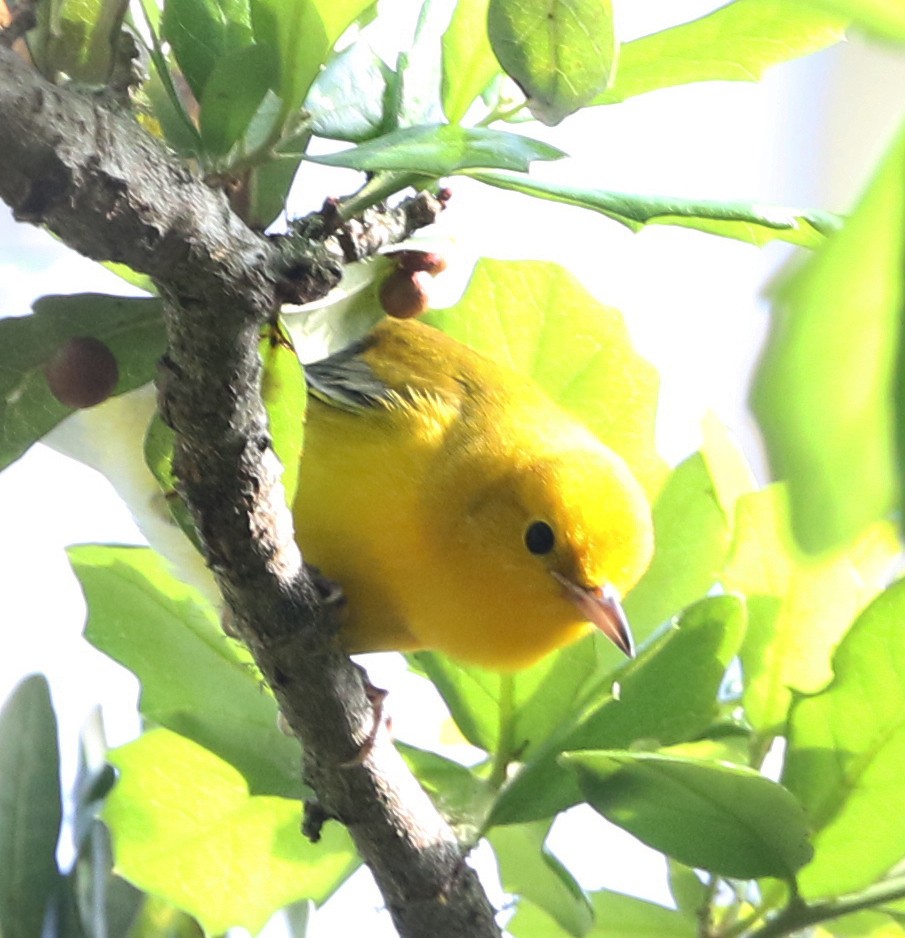 Prothonotary Warbler - ML375711881