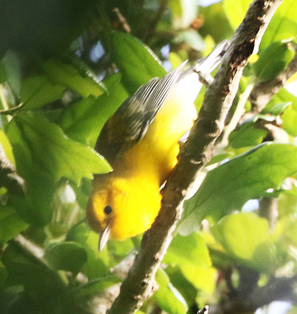 Prothonotary Warbler - ML375711901