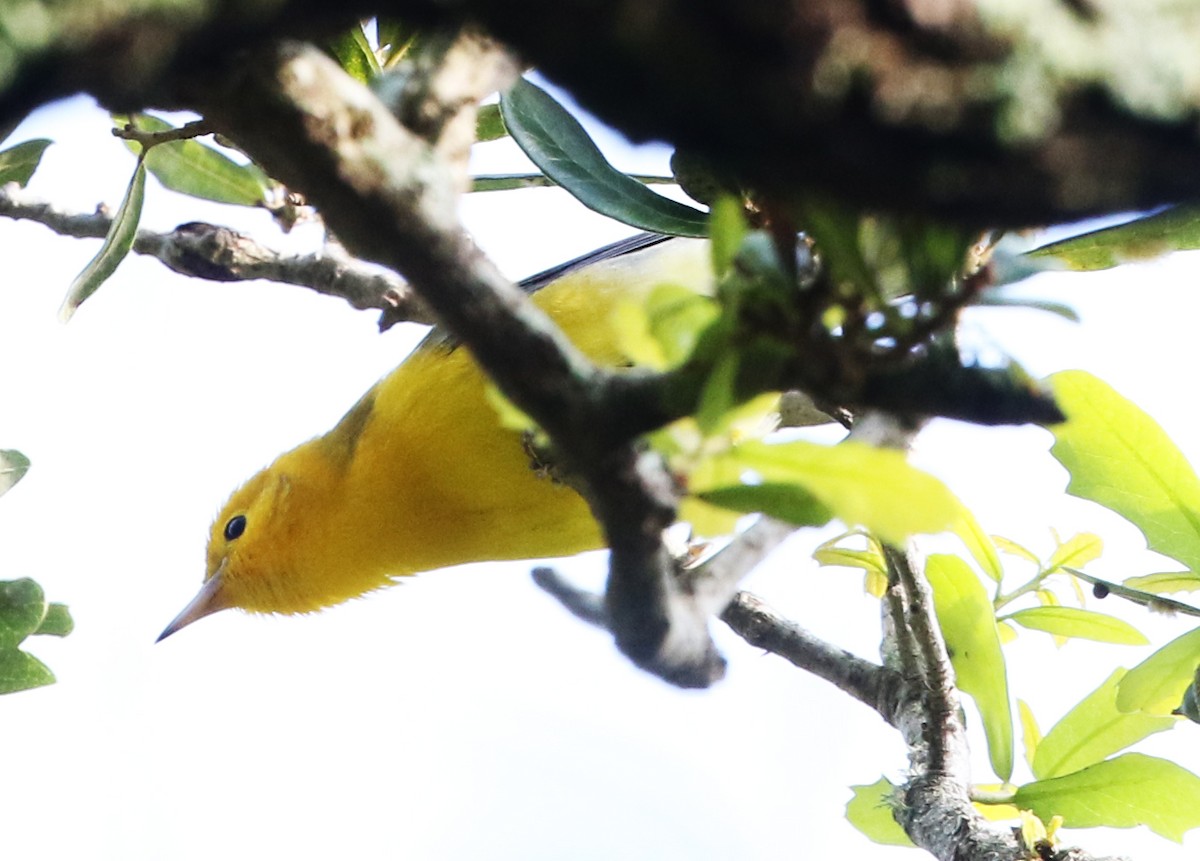 Prothonotary Warbler - ML375711931