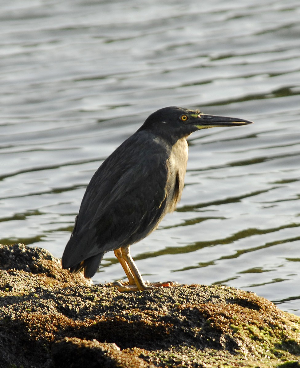 Striated Heron (Galapagos) - ML375712221