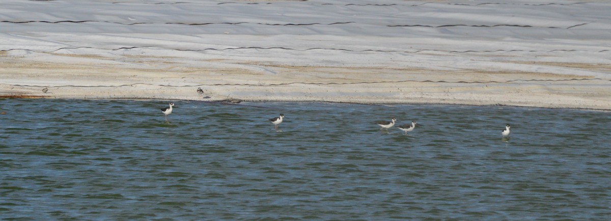 Black-necked Stilt - Michelle Brock