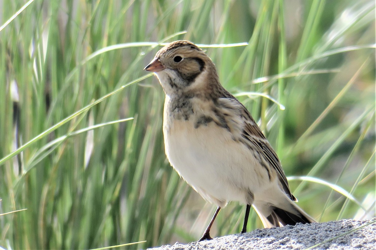 Lapland Longspur - Adrian Dorst