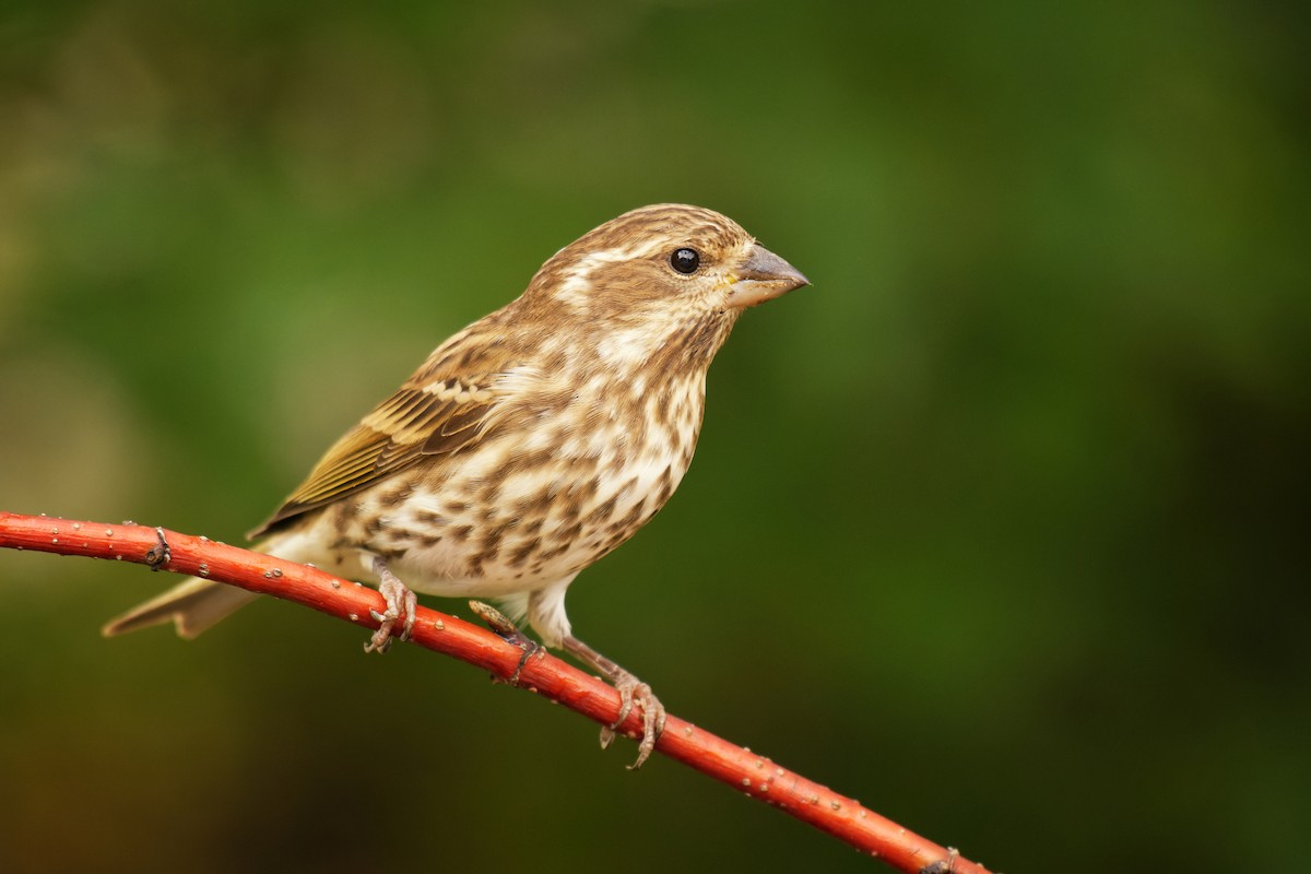 Purple Finch - ML375714501