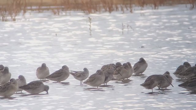 Stilt Sandpiper - ML375715321