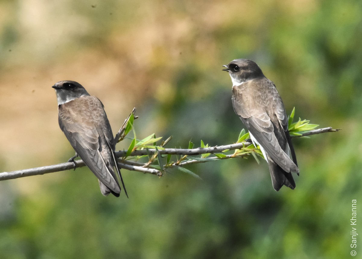 Pale Martin - ML375716061