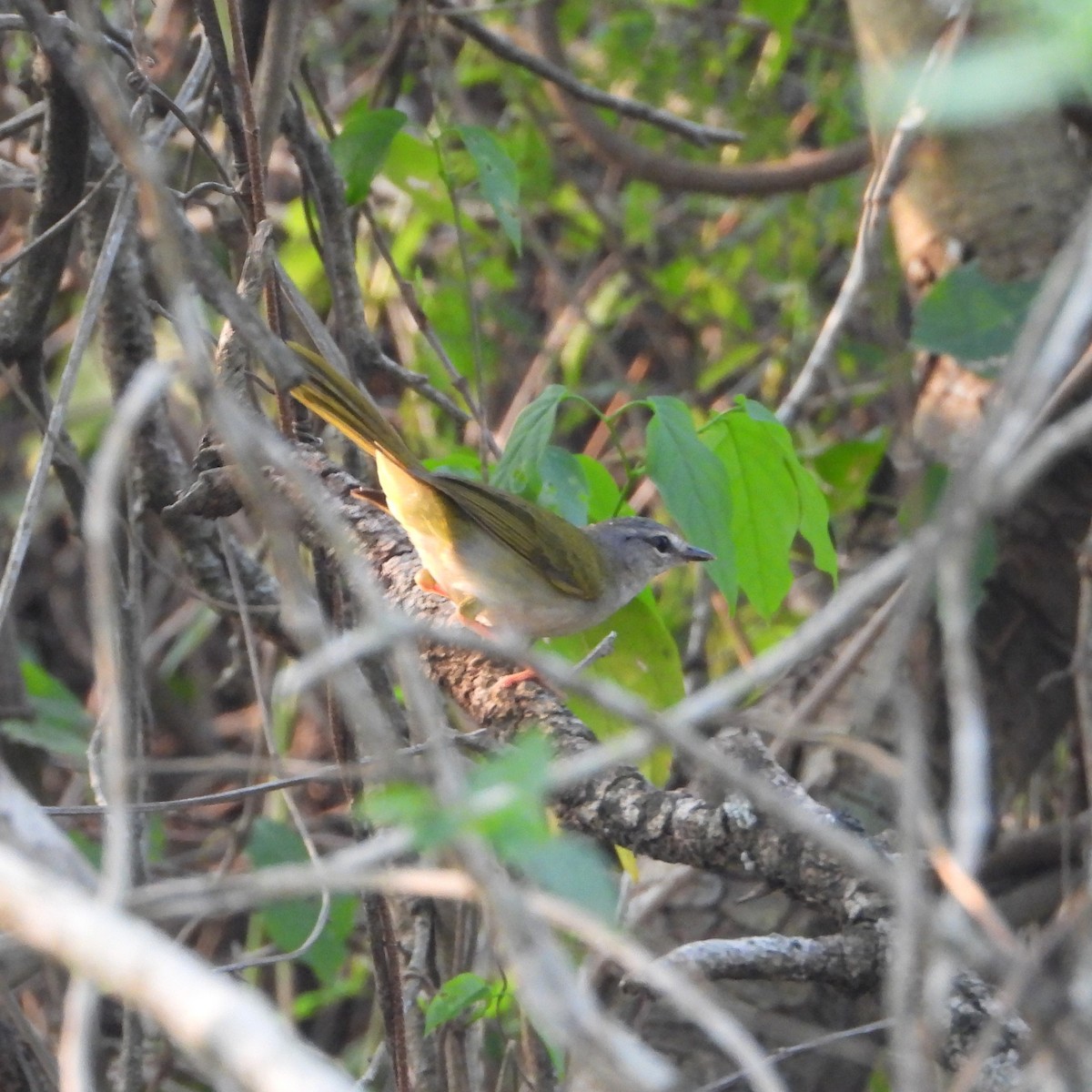 White-browed Warbler - ML375716371