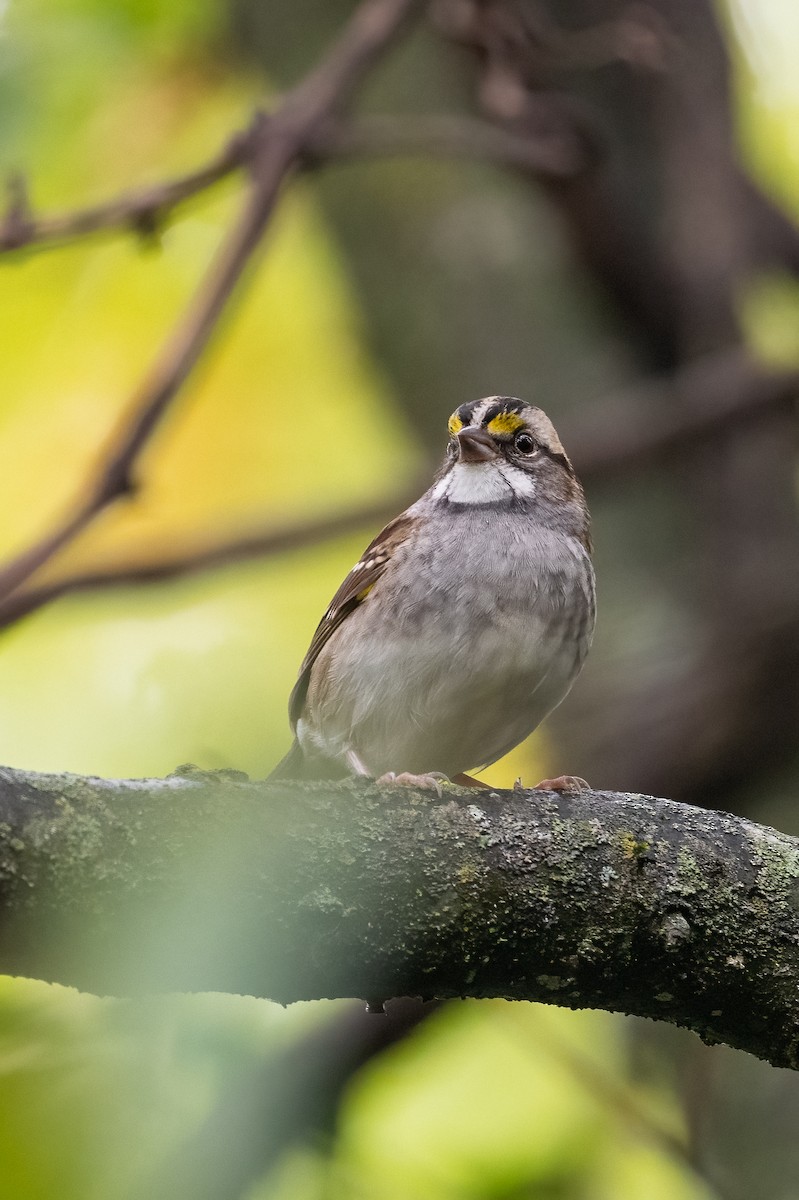 White-throated Sparrow - ML375716501