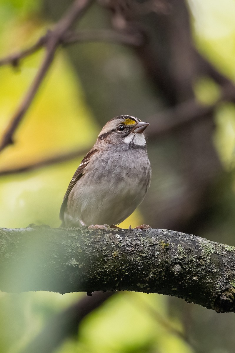 White-throated Sparrow - ML375716541