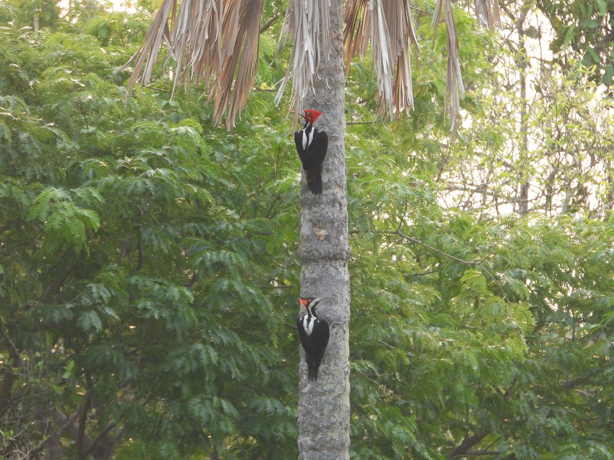 Crimson-crested Woodpecker - Marcos Saldivar Montalbetti CON