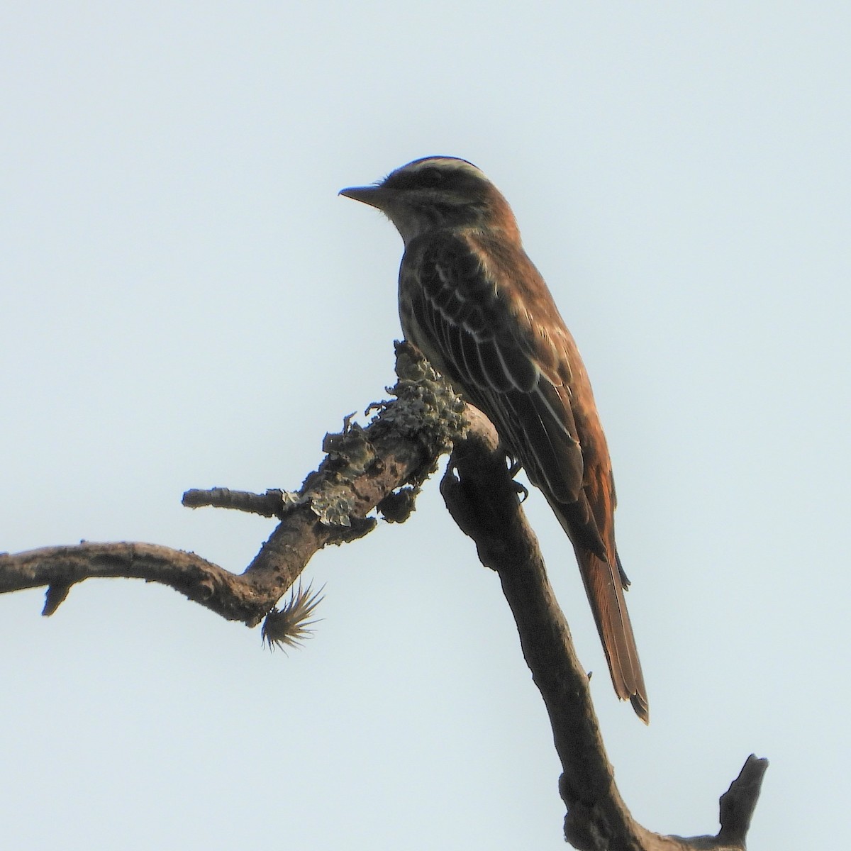 Variegated Flycatcher - ML375717221