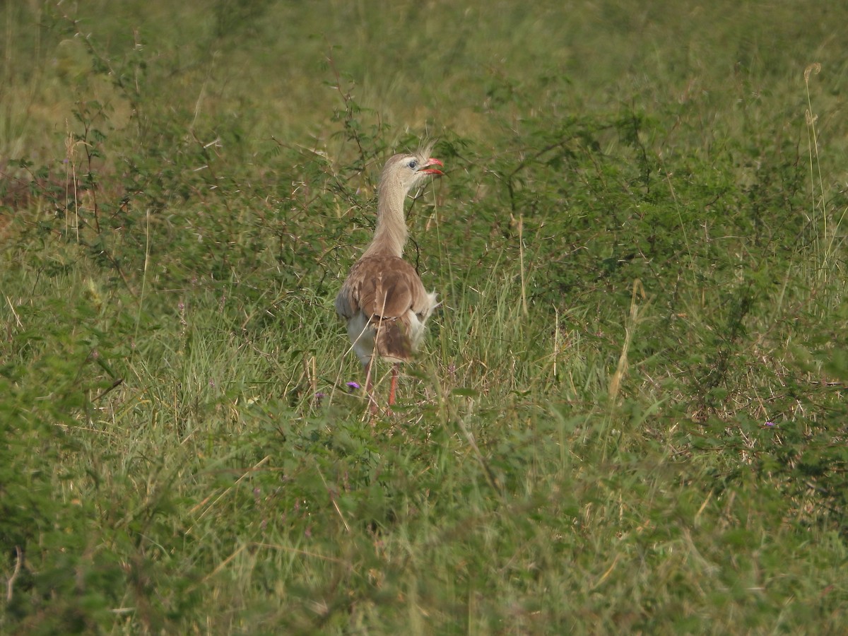 Red-legged Seriema - ML375717501