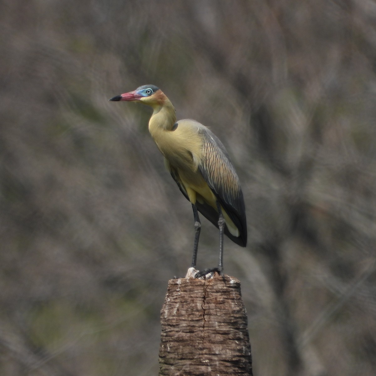 Whistling Heron - ML375718011