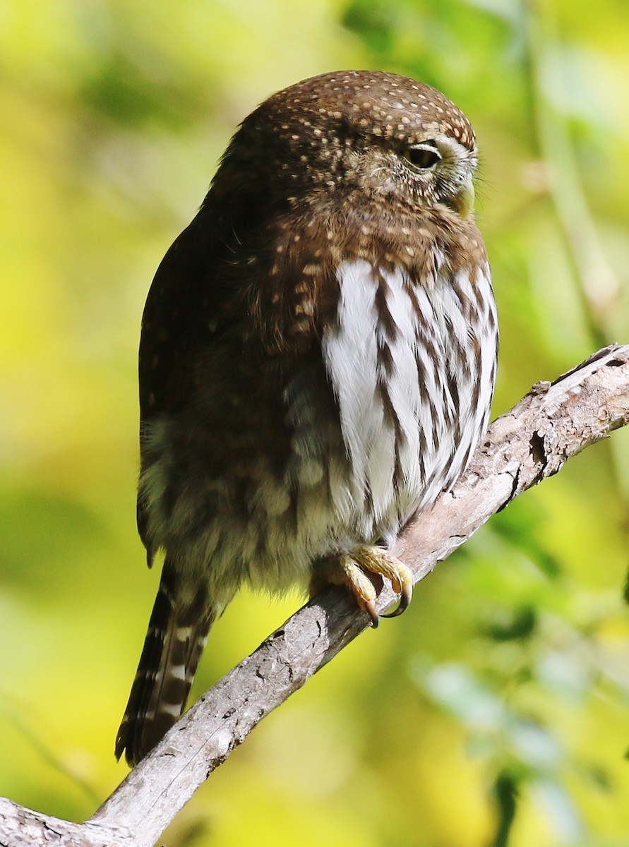 Northern Pygmy-Owl - ML375718241