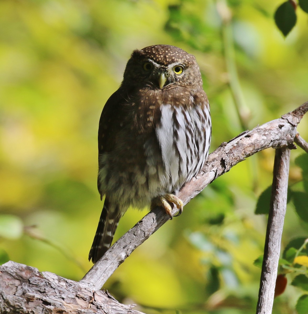 Northern Pygmy-Owl - ML375718301