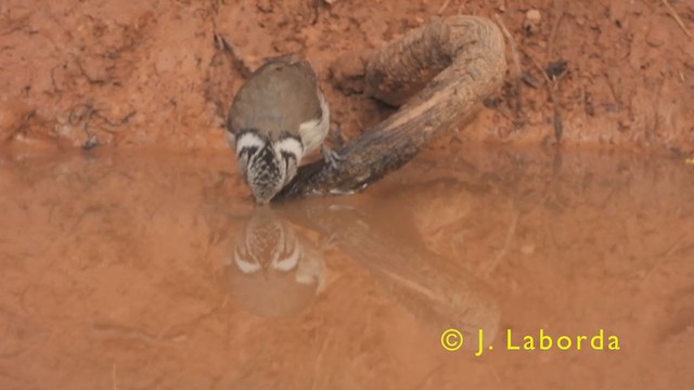 Crested Tit - ML375719671