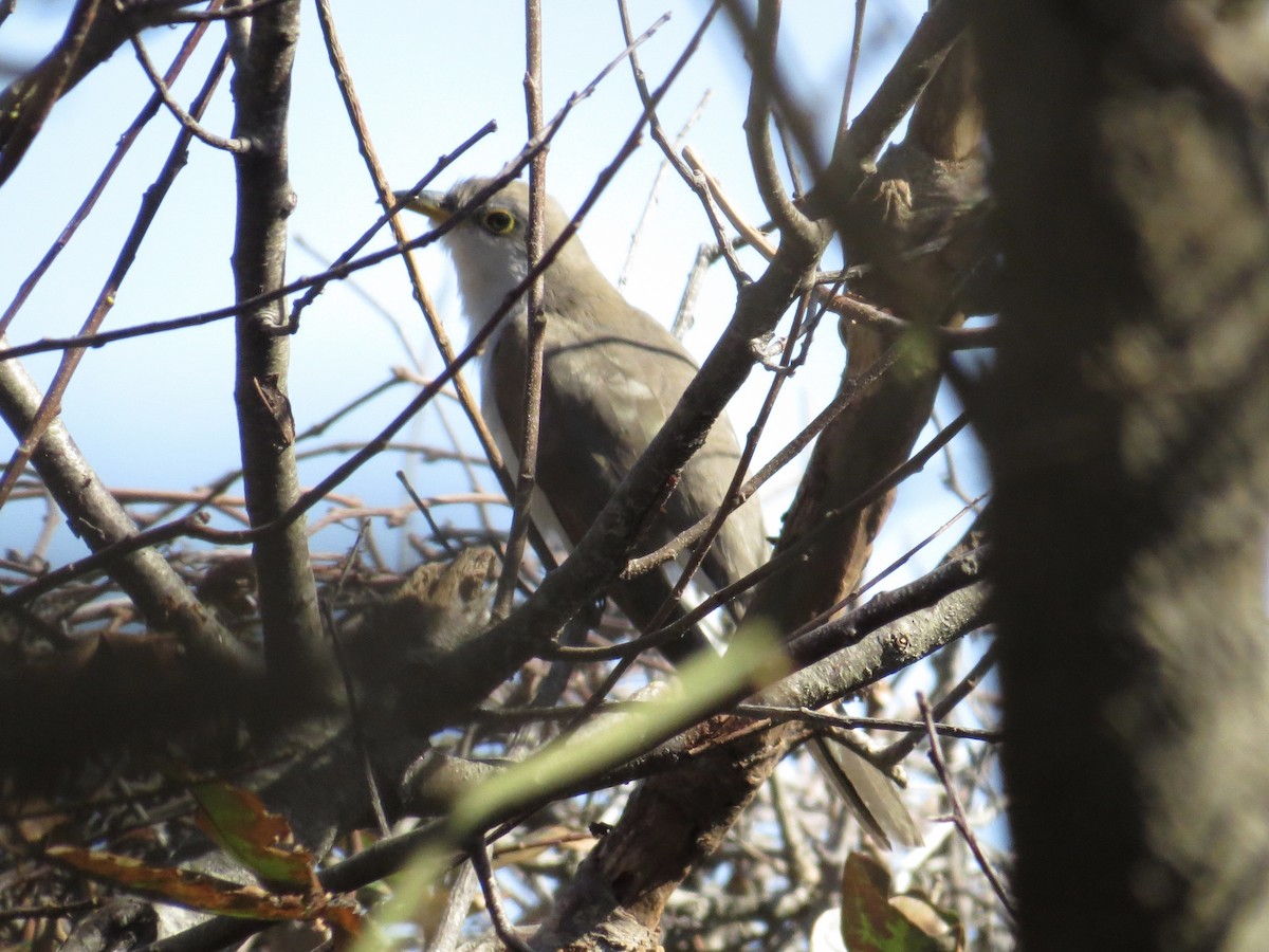 Yellow-billed Cuckoo - Thomas Doebel