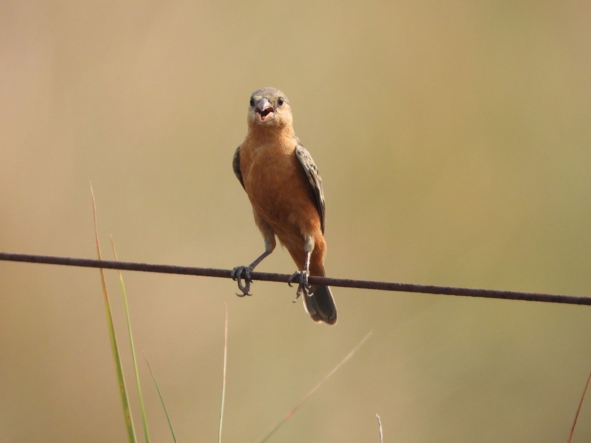 Tawny-bellied Seedeater - ML375720121