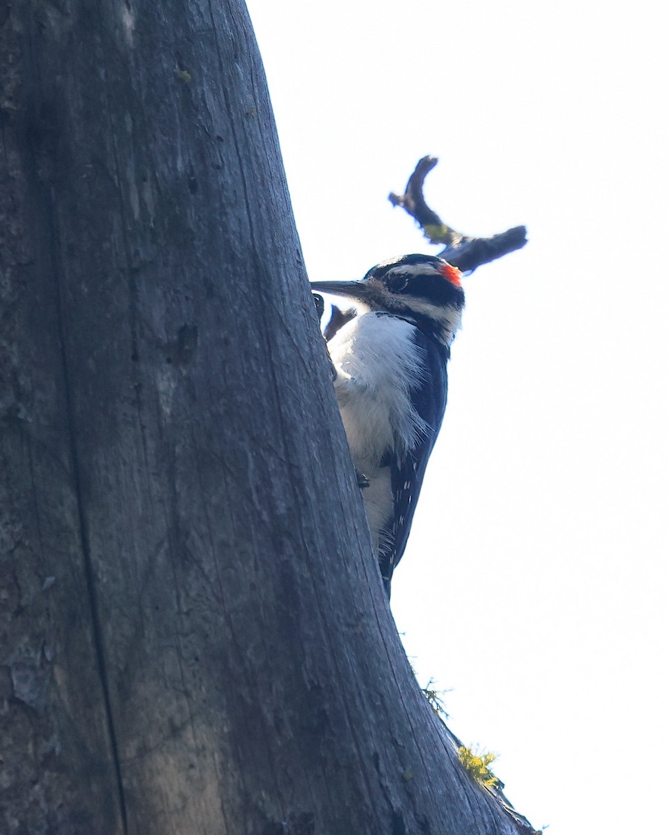 Hairy Woodpecker - ML375722801