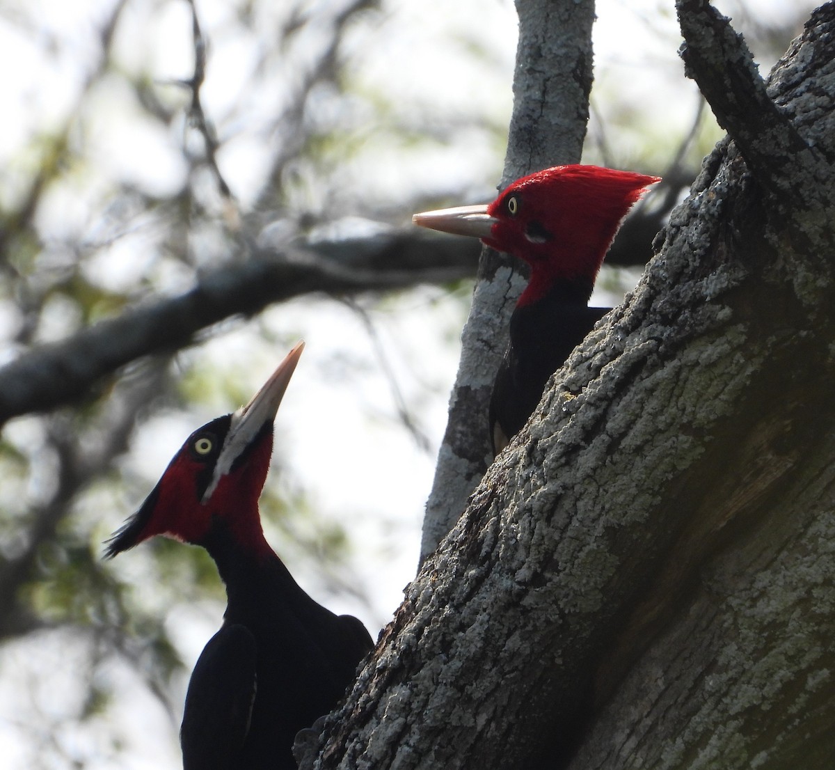 Cream-backed Woodpecker - Marcos Saldivar Montalbetti CON